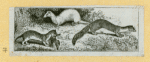 Wolves, weasels, foxes, raccoons, and badgers.