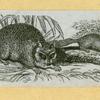 Wolves, weasels, foxes, raccoons, and badgers.