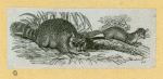 Wolves, weasels, foxes, raccoons, and badgers.