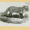 Wolves, weasels, foxes, raccoons, and badgers.
