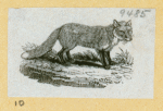 Wolves, weasels, foxes, raccoons, and badgers.