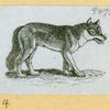 Wolves, weasels, foxes, raccoons, and badgers.