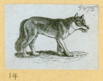 Wolves, weasels, foxes, raccoons, and badgers.