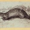 Anteaters, weasels, otters, raccoons, and badgers.