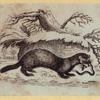 Anteaters, weasels, otters, raccoons, and badgers.