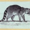 Anteaters, weasels, otters, raccoons, and badgers.