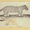 Anteaters, weasels, otters, raccoons, and badgers.