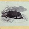 Anteaters, weasels, otters, raccoons, and badgers.