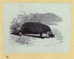 Anteaters, weasels, otters, raccoons, and badgers.