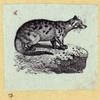 Anteaters, weasels, otters, raccoons, and badgers.