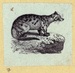 Anteaters, weasels, otters, raccoons, and badgers.