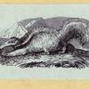 Anteaters, weasels, otters, raccoons, and badgers.
