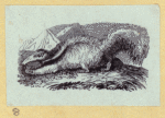 Anteaters, weasels, otters, raccoons, and badgers.