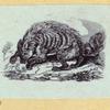 Anteaters, weasels, otters, raccoons, and badgers.