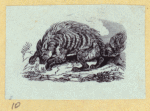Anteaters, weasels, otters, raccoons, and badgers.