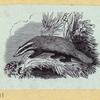 Anteaters, weasels, otters, raccoons, and badgers.