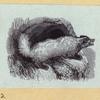 Anteaters, weasels, otters, raccoons, and badgers.