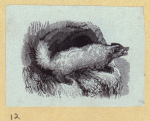 Anteaters, weasels, otters, raccoons, and badgers.