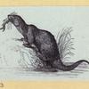 Anteaters, weasels, otters, raccoons, and badgers.