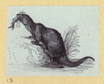 Anteaters, weasels, otters, raccoons, and badgers.