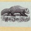 Anteaters, weasels, otters, raccoons, and badgers.