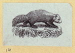 Anteaters, weasels, otters, raccoons, and badgers.