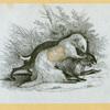 Anteaters, badgers, hyenas, leopards, opossums, raccoons, tigers, and weasels.