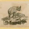 Anteaters, badgers, hyenas, leopards, opossums, raccoons, tigers, and weasels.