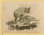 Anteaters, badgers, hyenas, leopards, opossums, raccoons, tigers, and weasels.