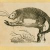 Anteaters, badgers, hyenas, leopards, opossums, raccoons, tigers, and weasels.