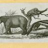 Anteaters, badgers, hyenas, leopards, opossums, raccoons, tigers, and weasels.