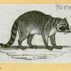 Anteaters, badgers, hyenas, leopards, opossums, raccoons, tigers, and weasels.