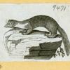 Anteaters, badgers, hyenas, leopards, opossums, raccoons, tigers, and weasels.