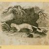 Anteaters, badgers, hyenas, leopards, opossums, raccoons, tigers, and weasels.