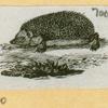 Anteaters, badgers, hyenas, leopards, opossums, raccoons, tigers, and weasels.
