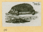 Anteaters, badgers, hyenas, leopards, opossums, raccoons, tigers, and weasels.