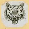 Anteaters, badgers, hyenas, leopards, opossums, raccoons, tigers, and weasels.