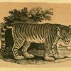 Leopards and tigers.
