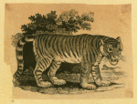 Leopards and tigers.