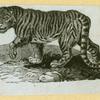 Leopards and tigers.