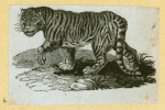 Leopards and tigers.