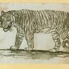 Leopards and tigers.