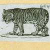 Leopards and tigers.