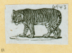 Leopards and tigers.