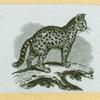 Leopards and tigers.