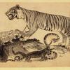 Leopards and tigers.