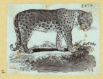 Leopards and tigers.