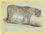 Leopards and tigers.