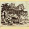 Leopards and tigers.
