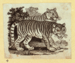 Leopards and tigers.